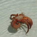 Herbit Crab