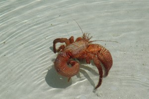 Herbit Crab