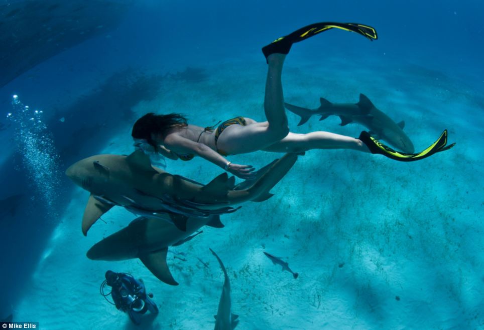 Free diving with sharks